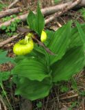 Cypripedium calceolus