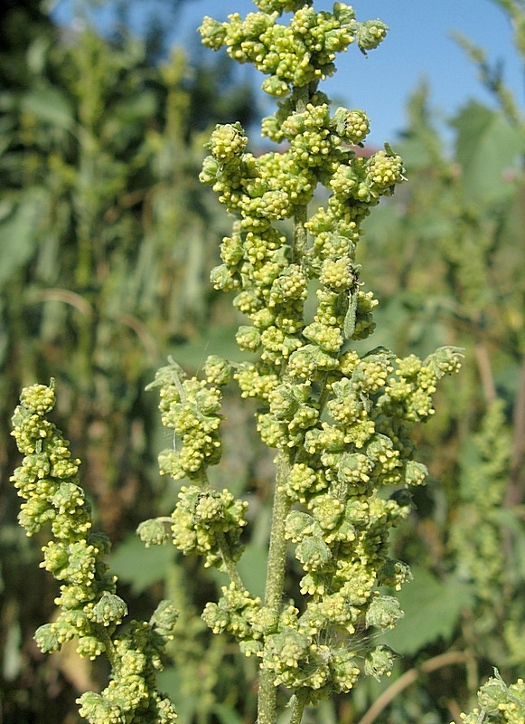 Image of Cyclachaena xanthiifolia specimen.