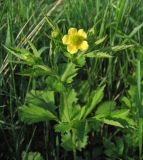 Geum aleppicum