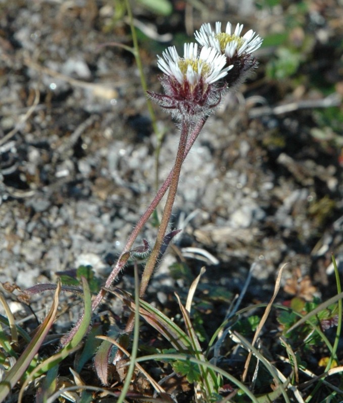 Image of Erigeron uniflorus specimen.