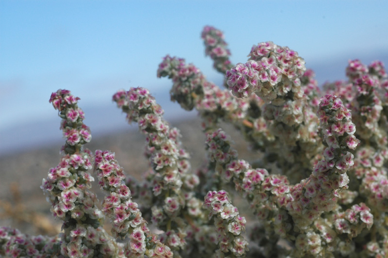 Изображение особи Halogeton glomeratus.