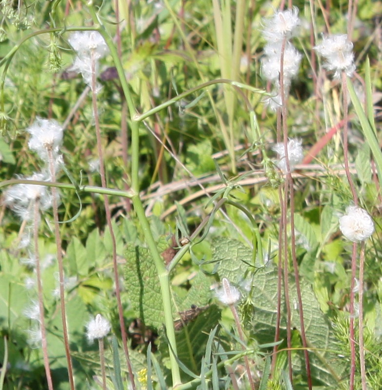 Image of Anemone sylvestris specimen.