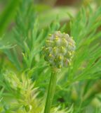 Adonis apennina. Плод. Иркутская обл., Иркутский р-н, долина р. Иркут. 08.06.2015.