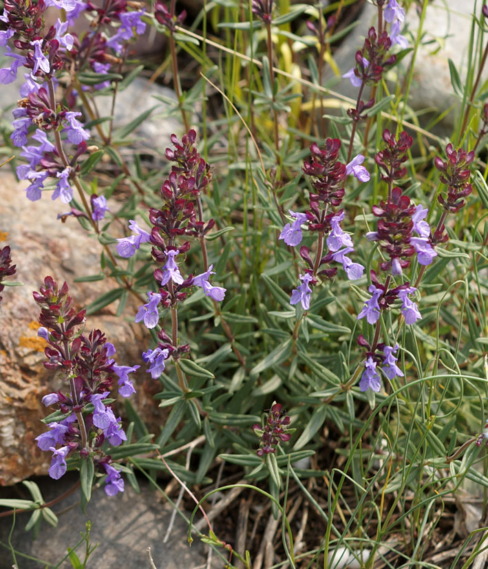 Image of Dracocephalum integrifolium specimen.