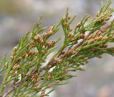 Juniperus sabina. Часть веточки с микростробилами. Кыргызстан, Нарынская обл., правый берег р. Нарын, долина руч. Баш-Нура. 18.04.2015.