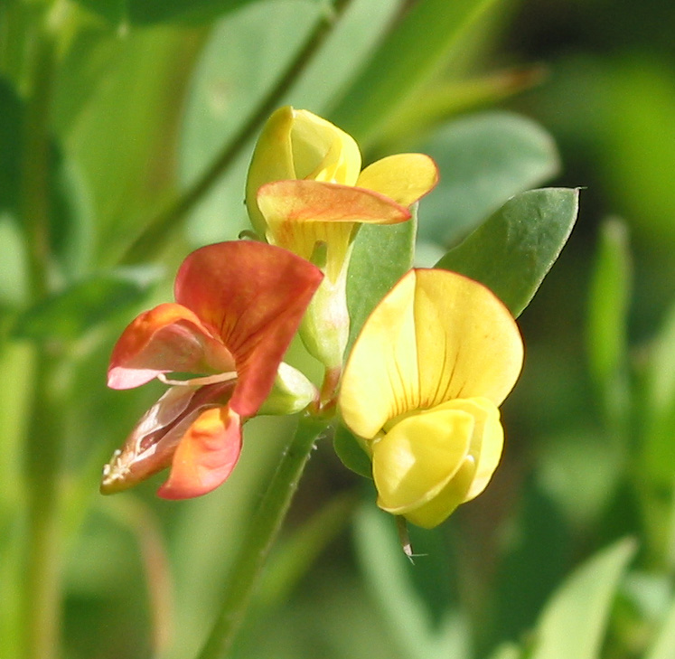 Image of Lotus sergievskiae specimen.