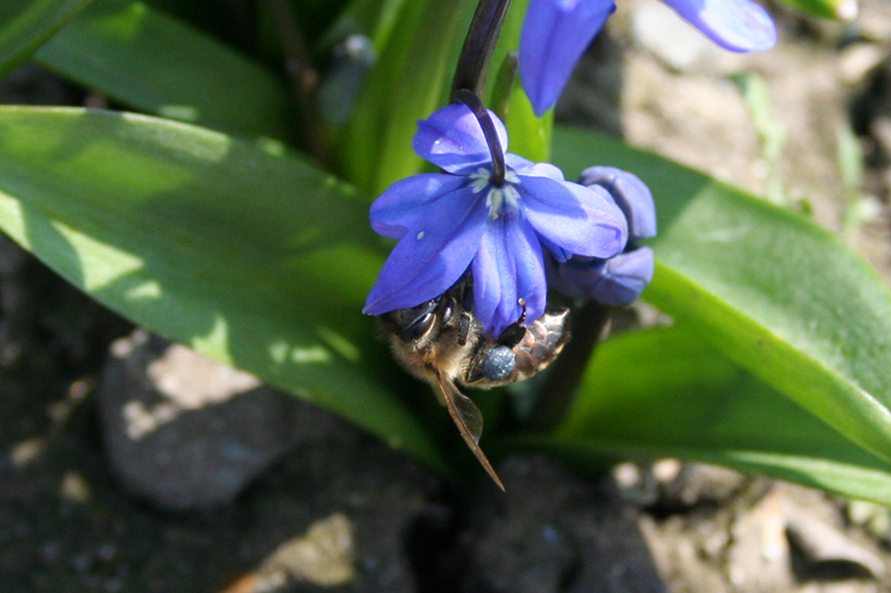 Изображение особи Scilla siberica.