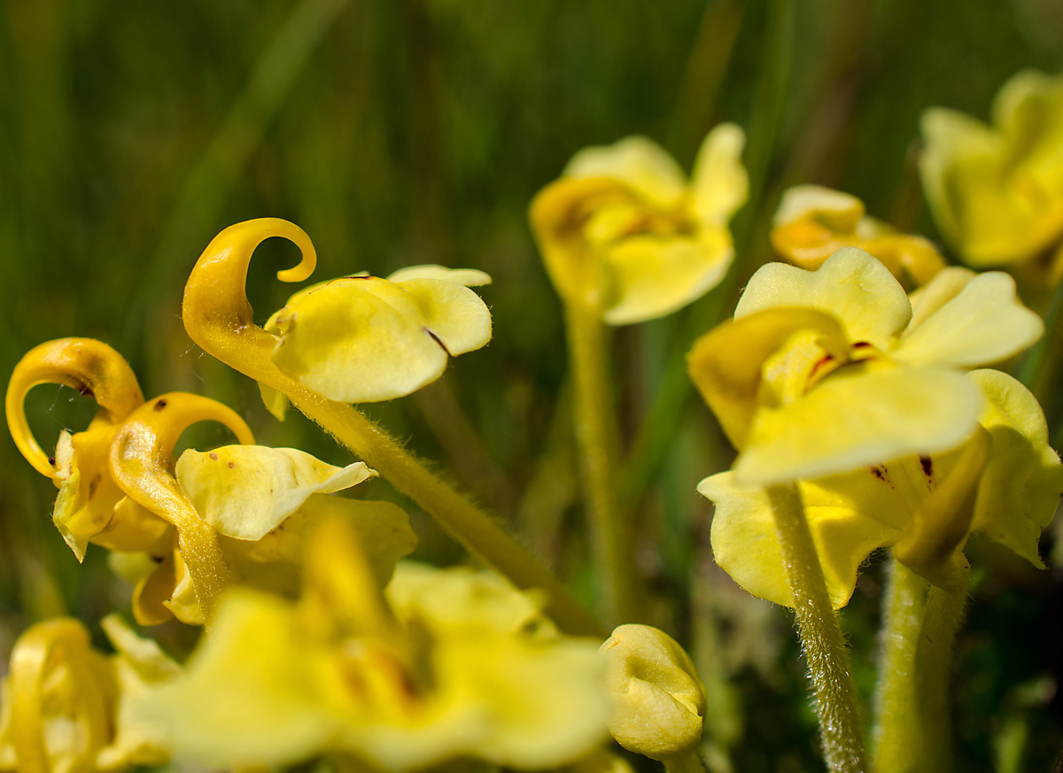 Image of Pedicularis longiflora specimen.