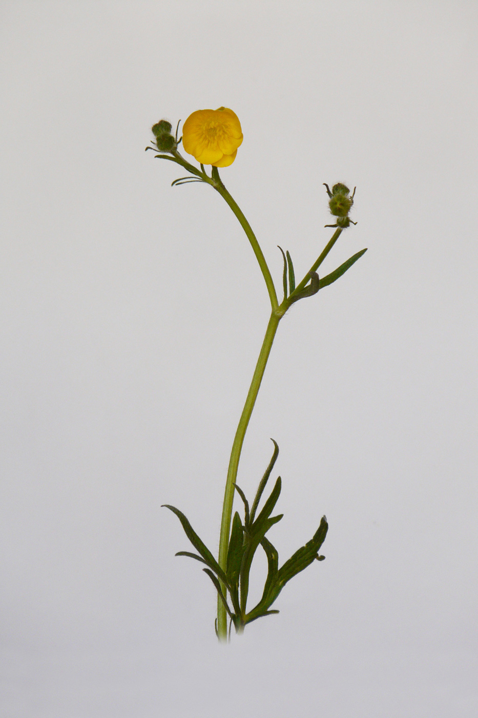 Image of Ranunculus polyanthemos specimen.