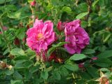 Rosa rugosa