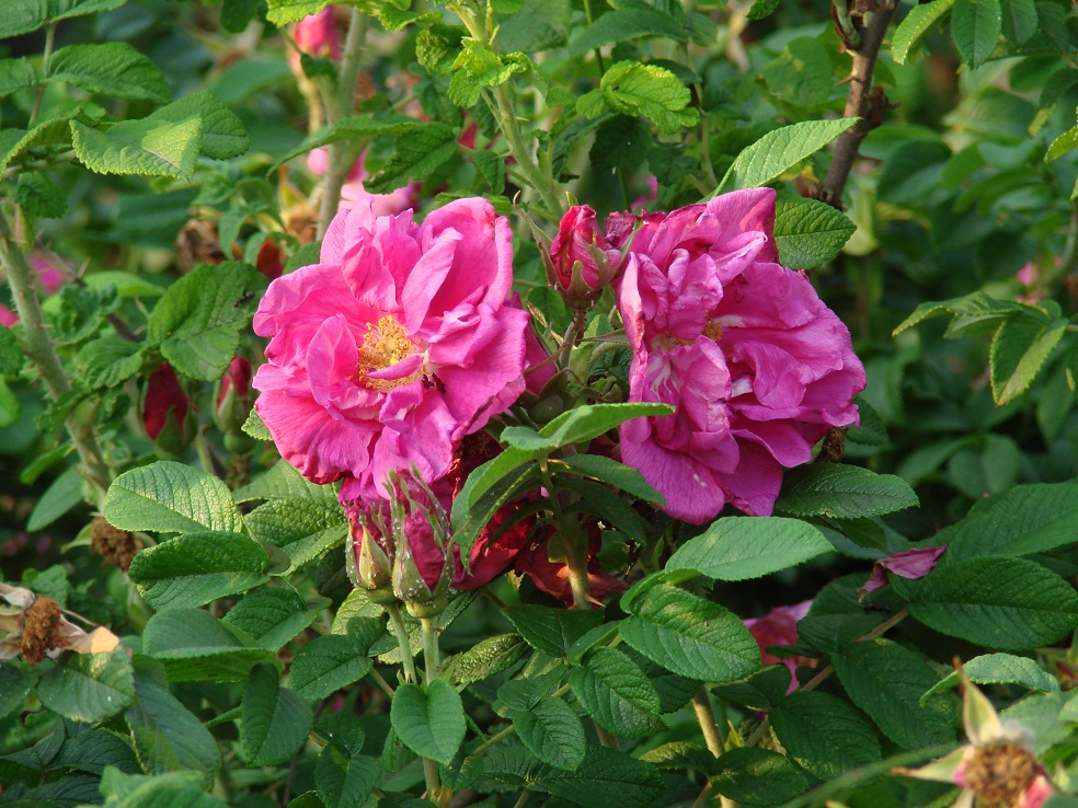 Image of Rosa rugosa specimen.