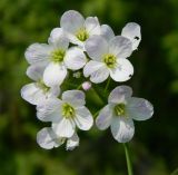 Cardamine dentata. Соцветие. Подмосковье, окр. г. Одинцово, просека в лесу. Май 2015 г.