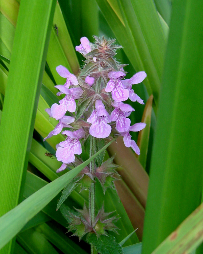 Image of Stachys palustris specimen.