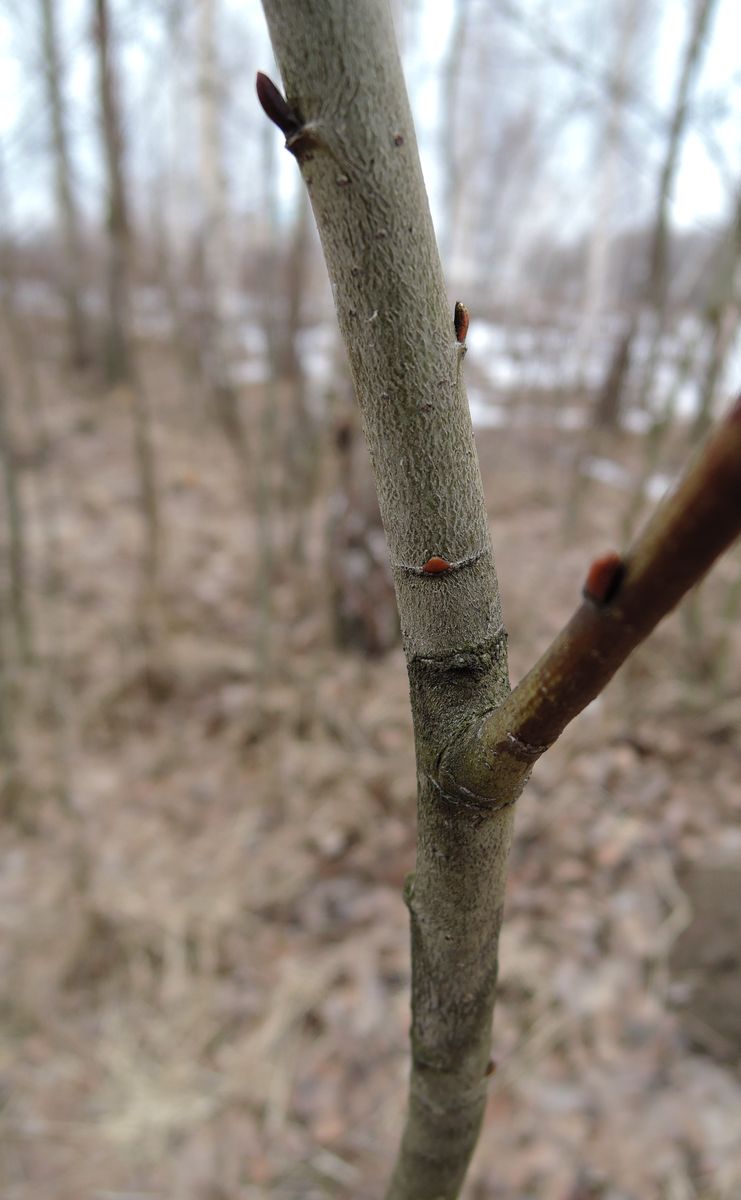 Изображение особи Salix caprea.