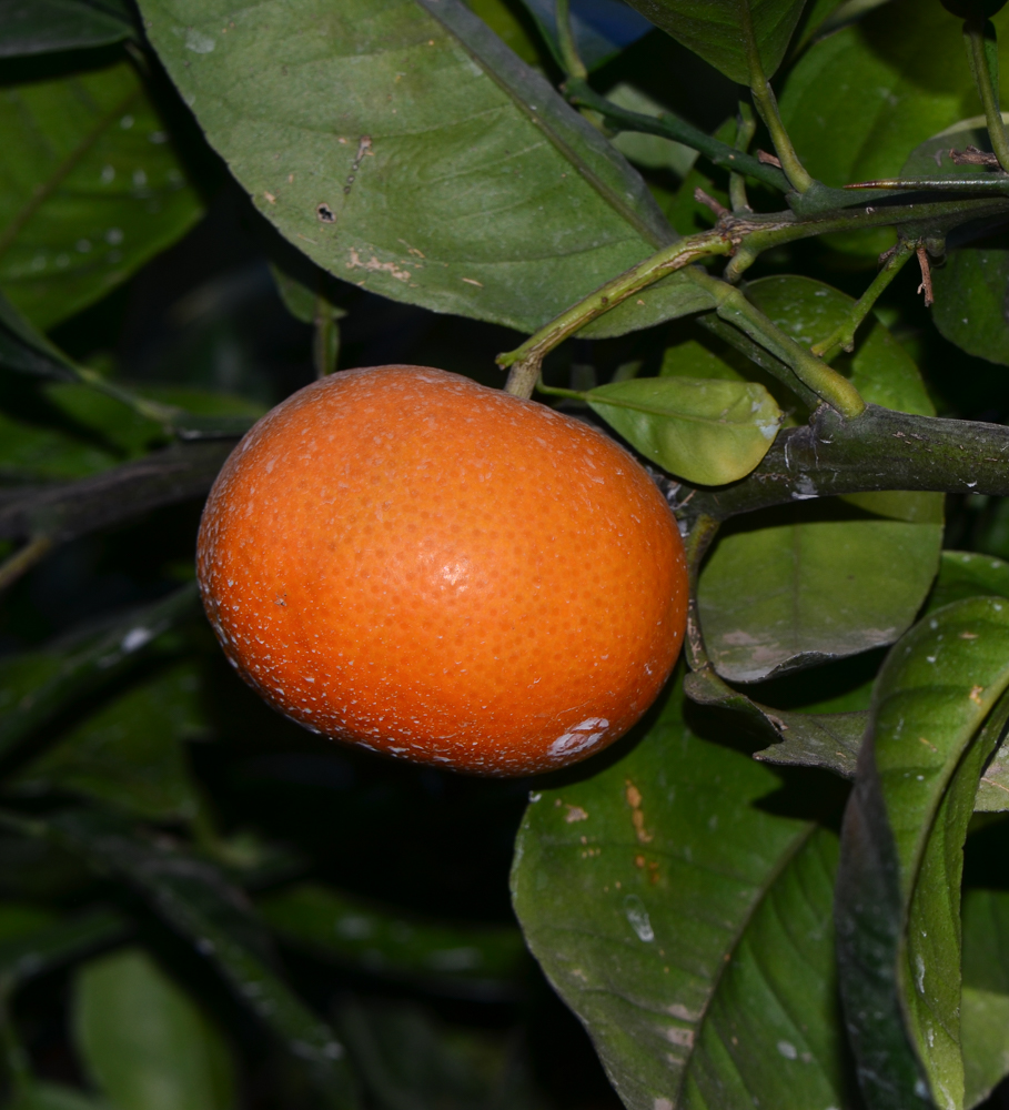 Image of Citrus reticulata specimen.