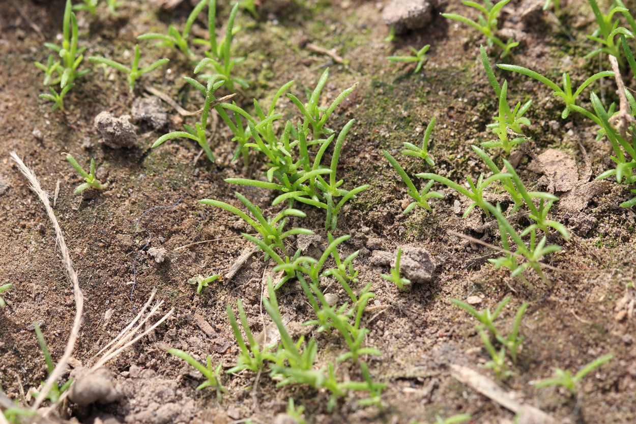 Image of Sagina procumbens specimen.