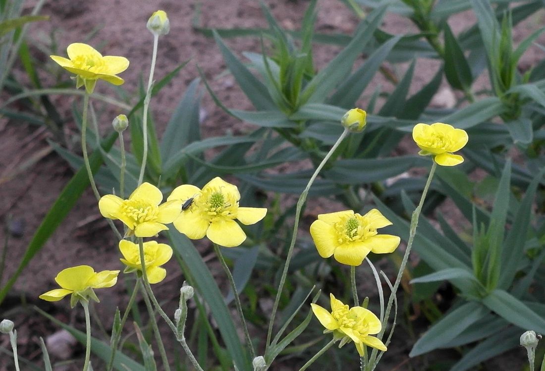 Image of Ranunculus illyricus specimen.