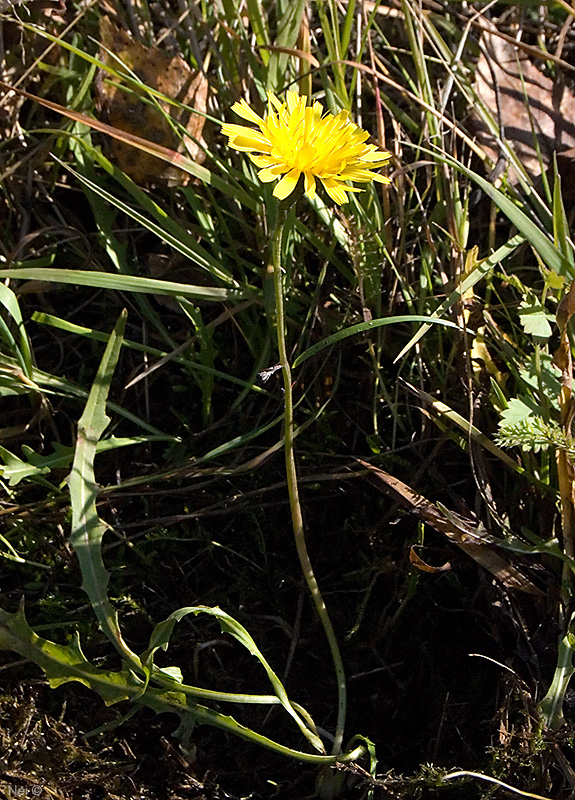 Image of Scorzoneroides autumnalis specimen.