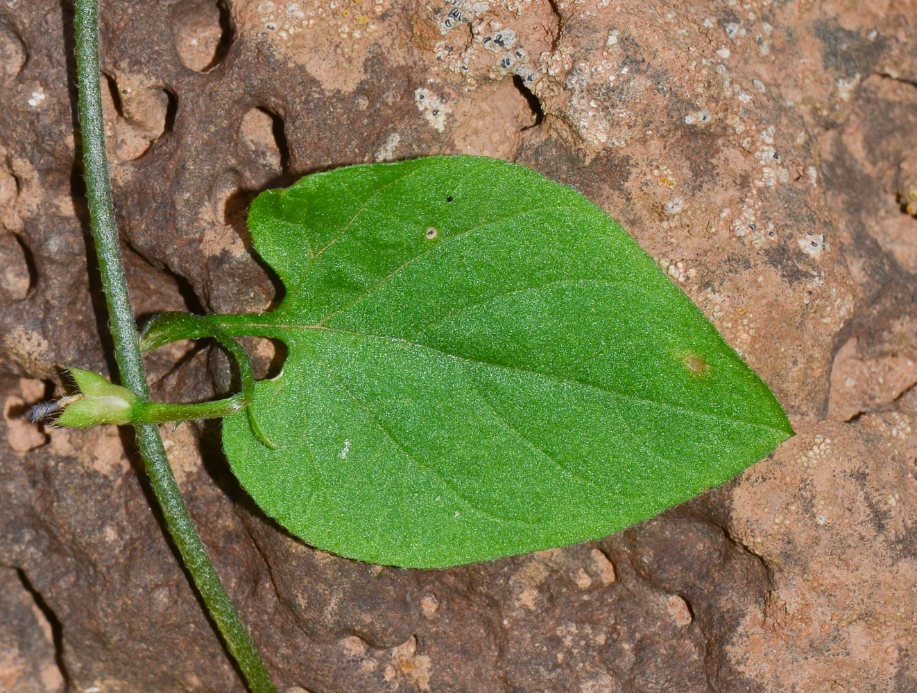 Изображение особи Convolvulus siculus.