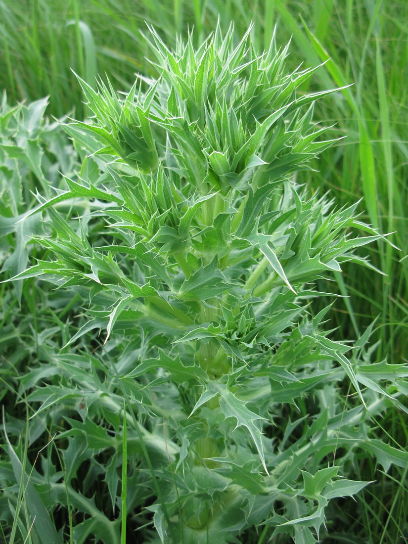 Image of Eryngium campestre specimen.