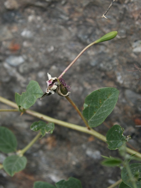 Image of Capparis herbacea specimen.