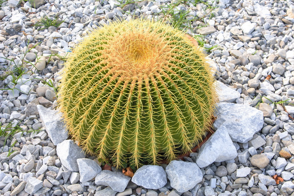 Изображение особи Echinocactus grusonii.