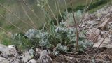Alyssum trichostachyum. Нижняя часть растения. Краснодарский край, м/о г. Новороссийск, хребет Маркотх, ≈ 460 м н.у.м., задернованное скальное обнажение на вершине 462. 09.07.2016.