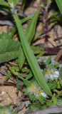 Plantago sarcophylla. Лист в нижней части растения; внизу - Paronychia argenta. Израиль, Шарон, г. Герцлия, пос. Ноф Ям, высокий берег Средиземного моря. 01.02.2015.