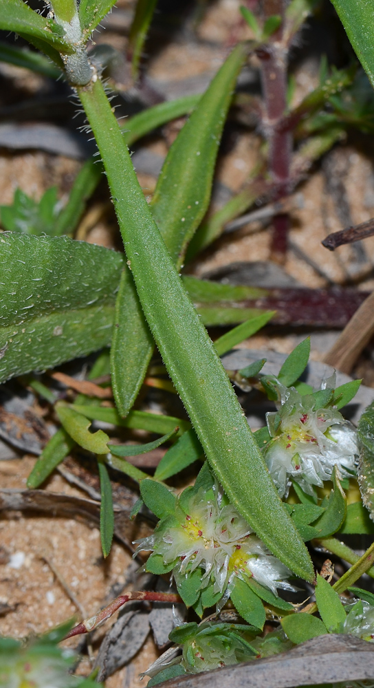 Image of Plantago sarcophylla specimen.