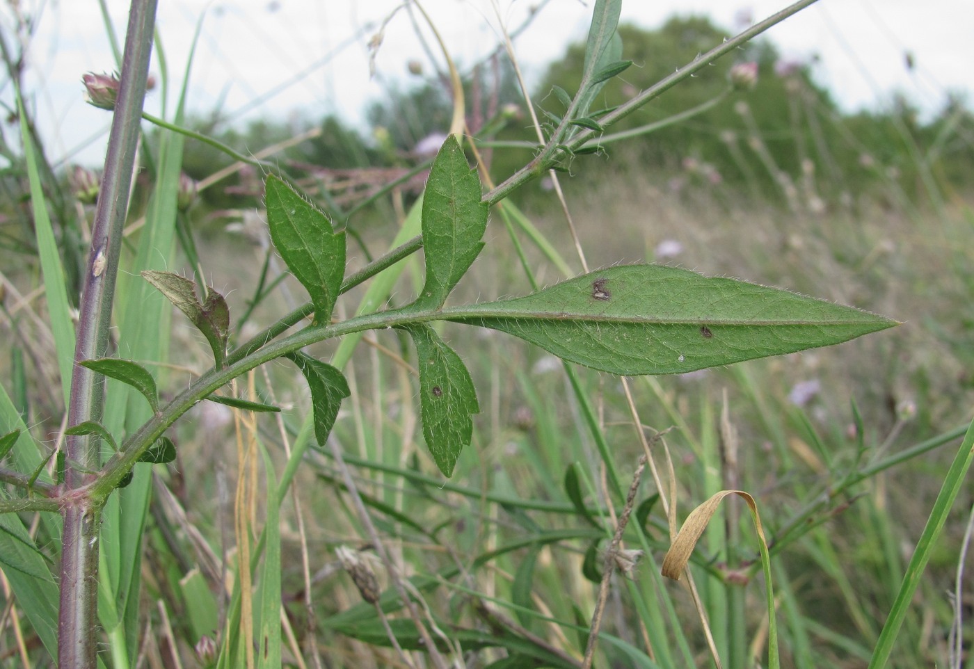 Image of Cephalaria transsylvanica specimen.