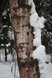 Betula pendula. Часть ствола взрослого дерева, покрытого аэрофильными водорослями (красноватый налёт). Санкт-Петербург, Старый Петергоф, парк \"Сергиевка\". 13.02.2010.