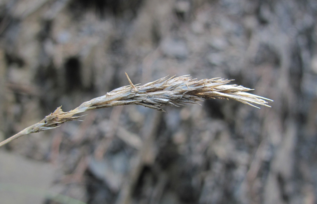 Изображение особи Sesleria alba.