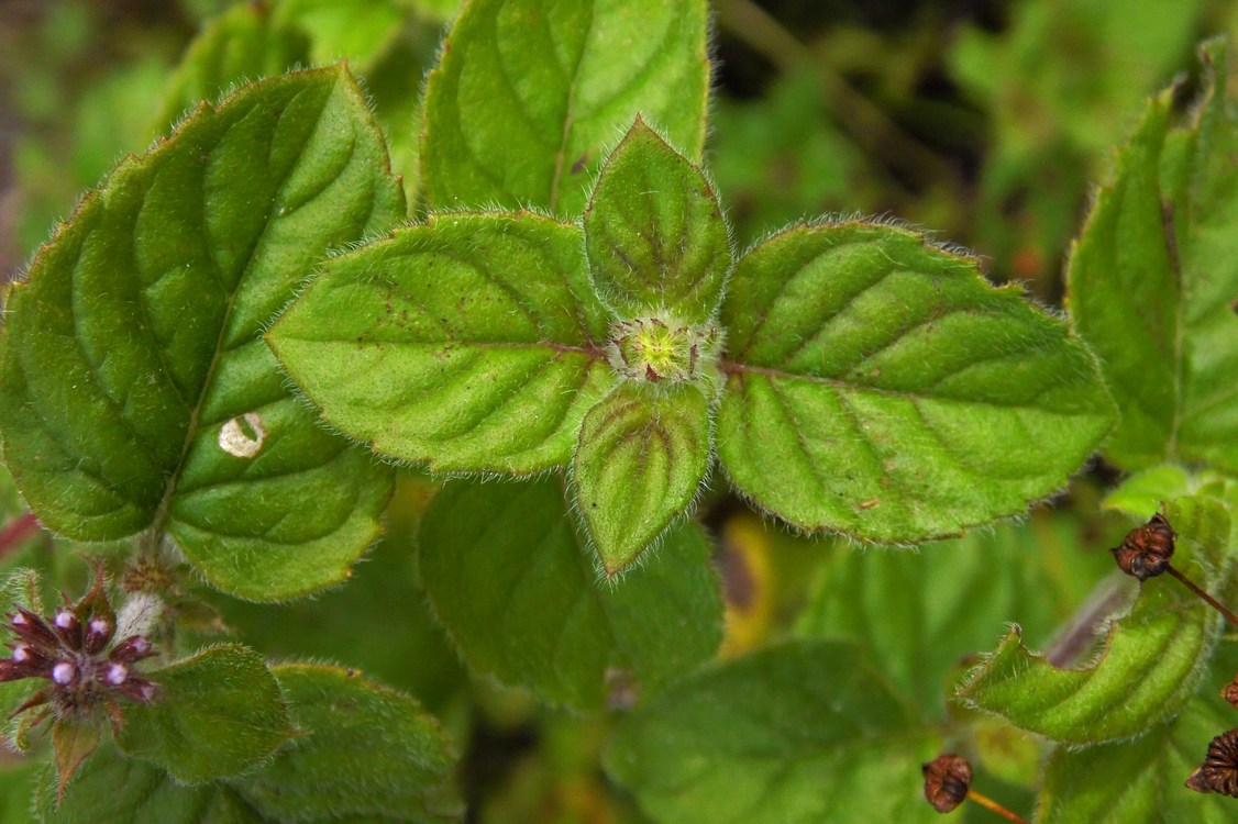 Image of Mentha aquatica specimen.