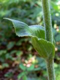 Image of taxon representative. Author is Сергей Глотов