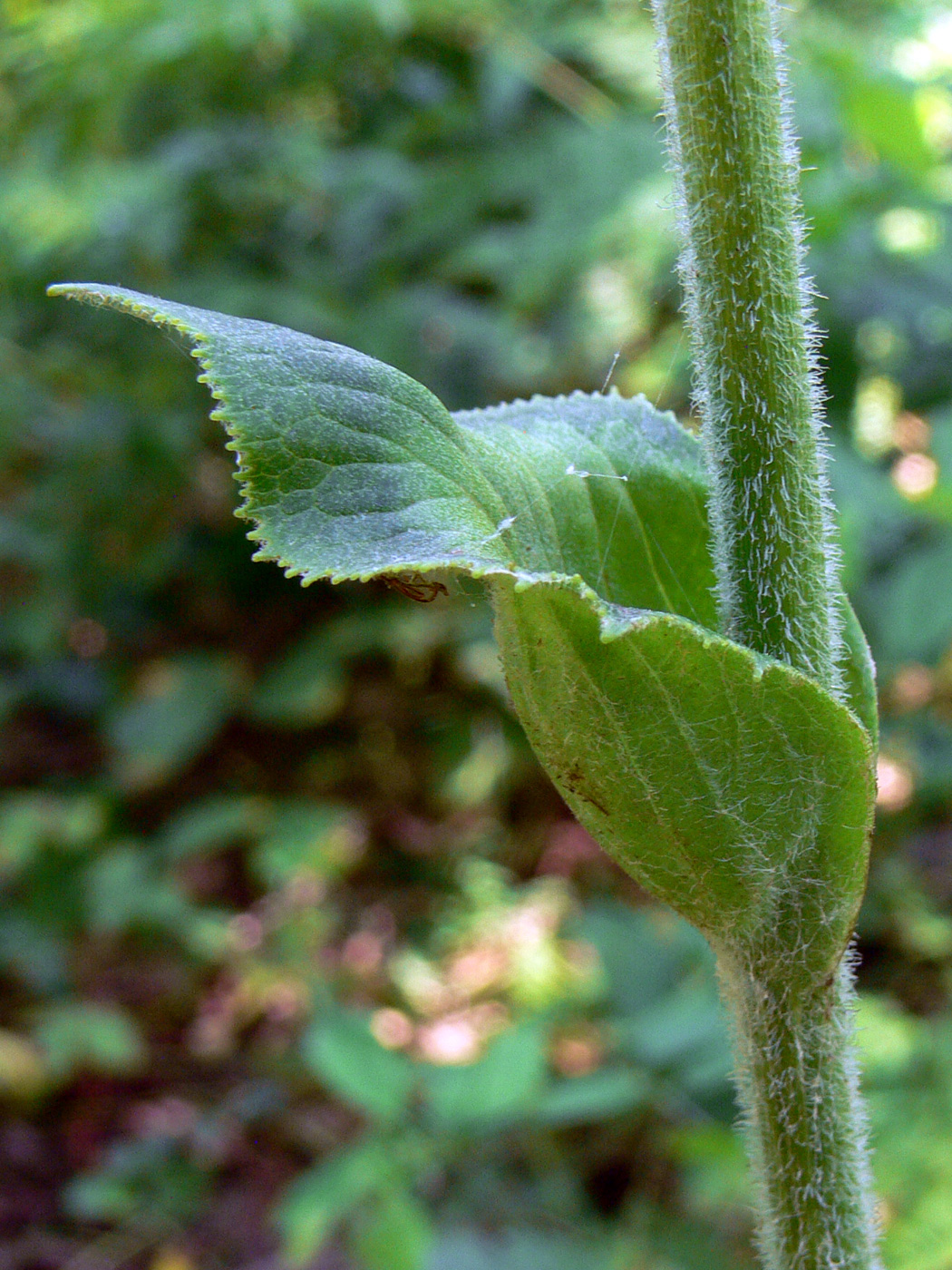 Image of Ligularia fischeri specimen.