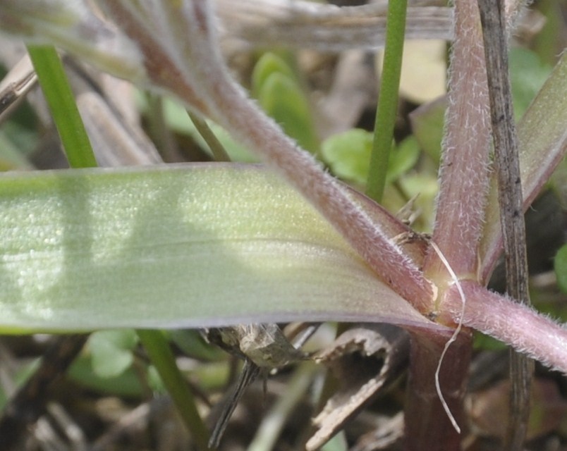 Image of genus Gagea specimen.