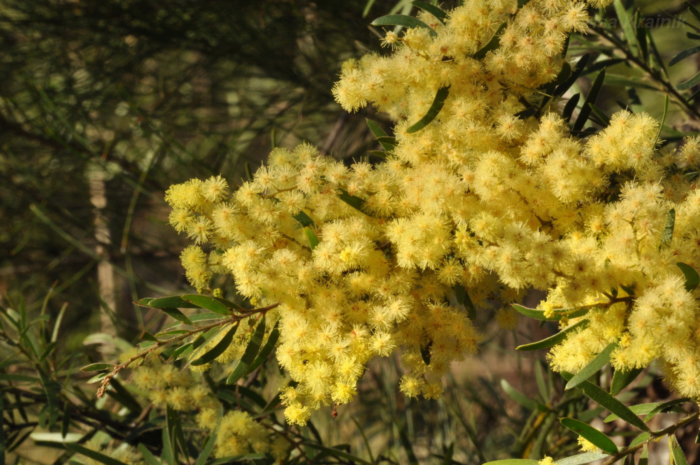 Image of Acacia saligna specimen.