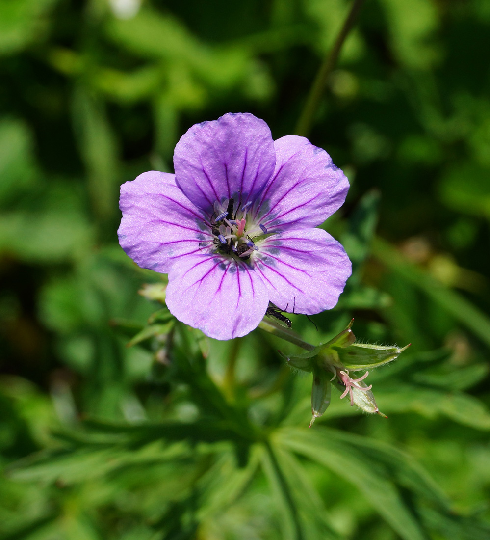 Image of Geranium pseudosibiricum specimen.