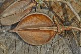 Paulownia tomentosa. Раскрывшаяся коробочка. Молдова, Кишинев, Ботанический сад АН Молдовы. 19.03.2017.