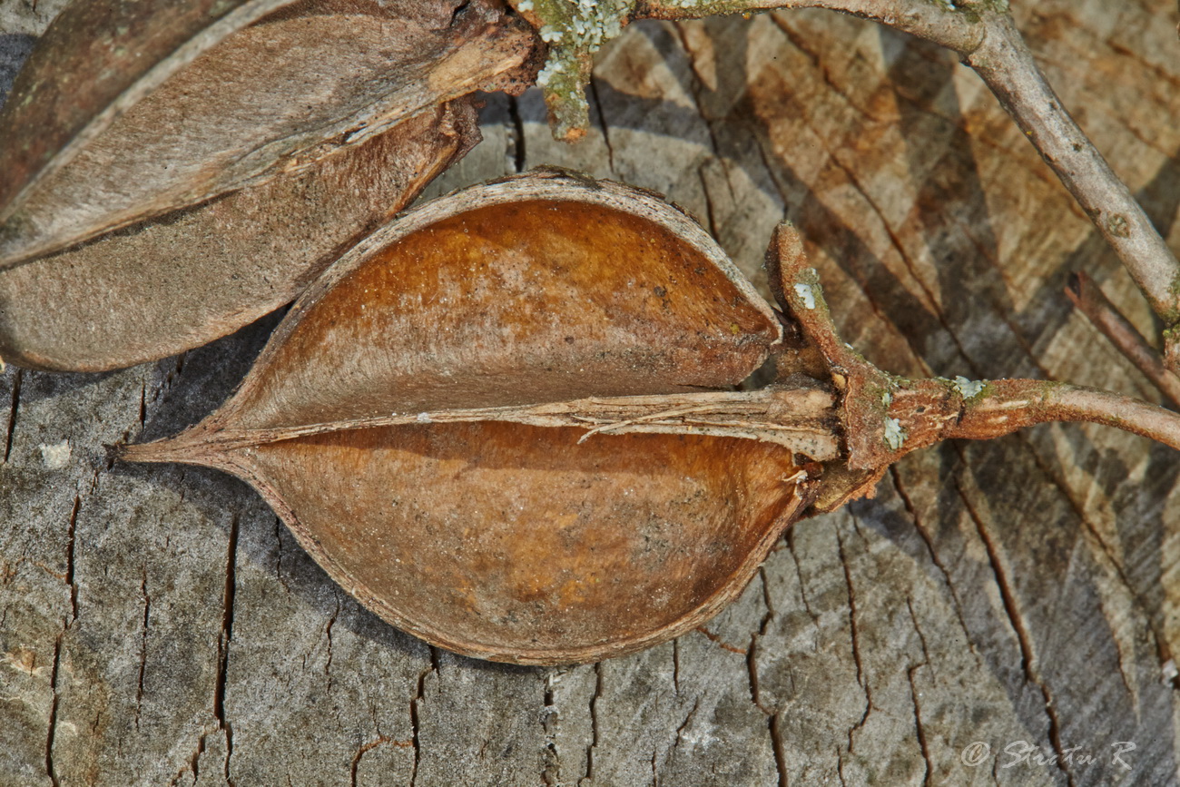 Image of Paulownia tomentosa specimen.