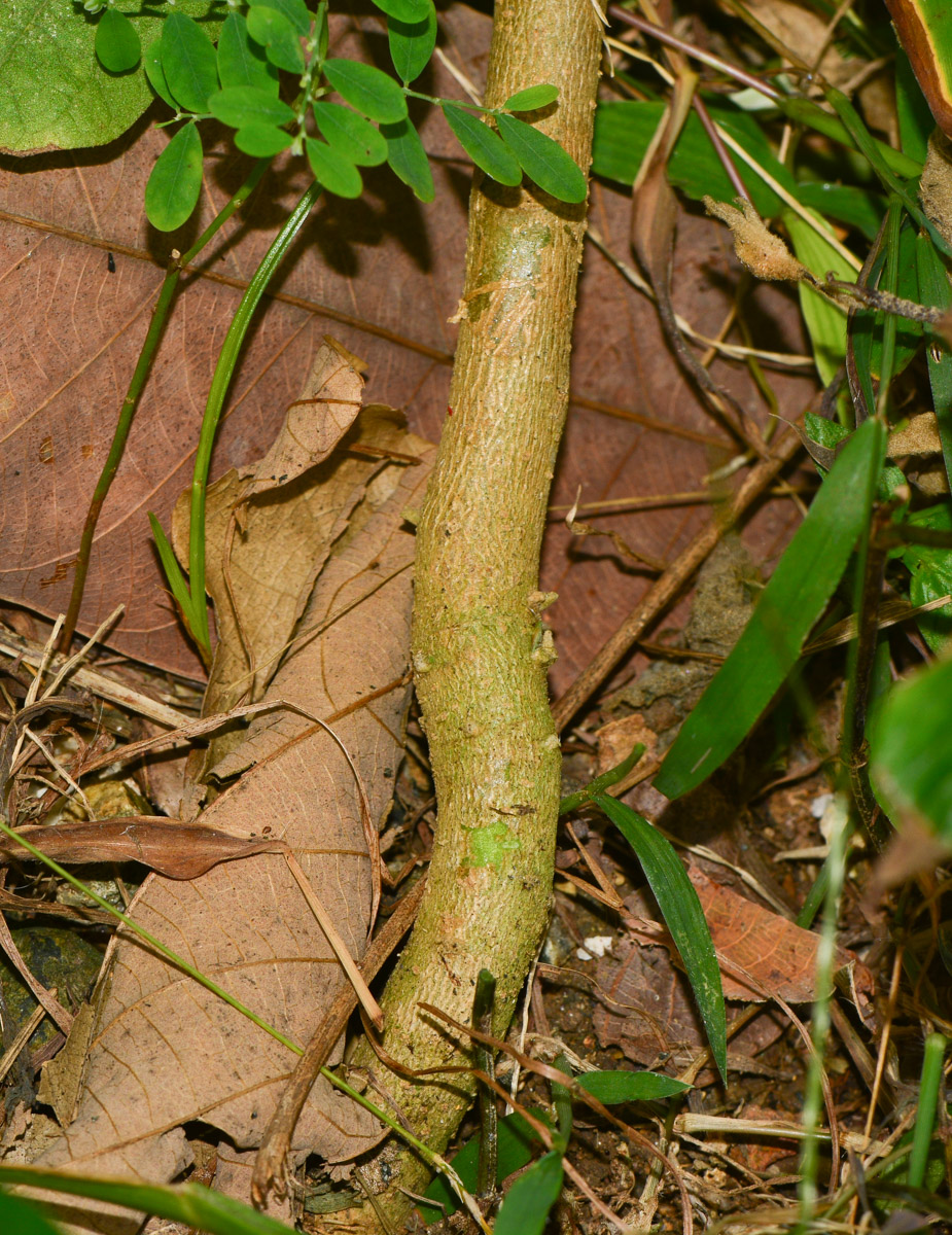 Image of Solanum undatum specimen.