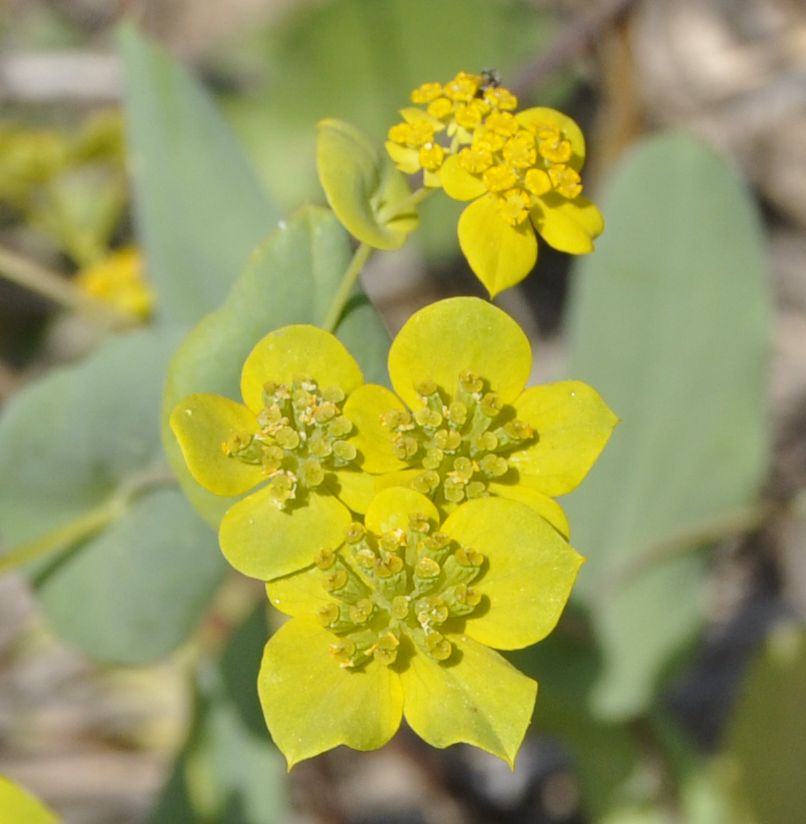 Image of Bupleurum subovatum specimen.