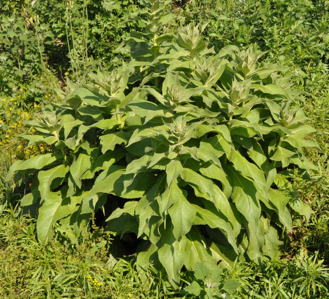 Image of genus Verbascum specimen.