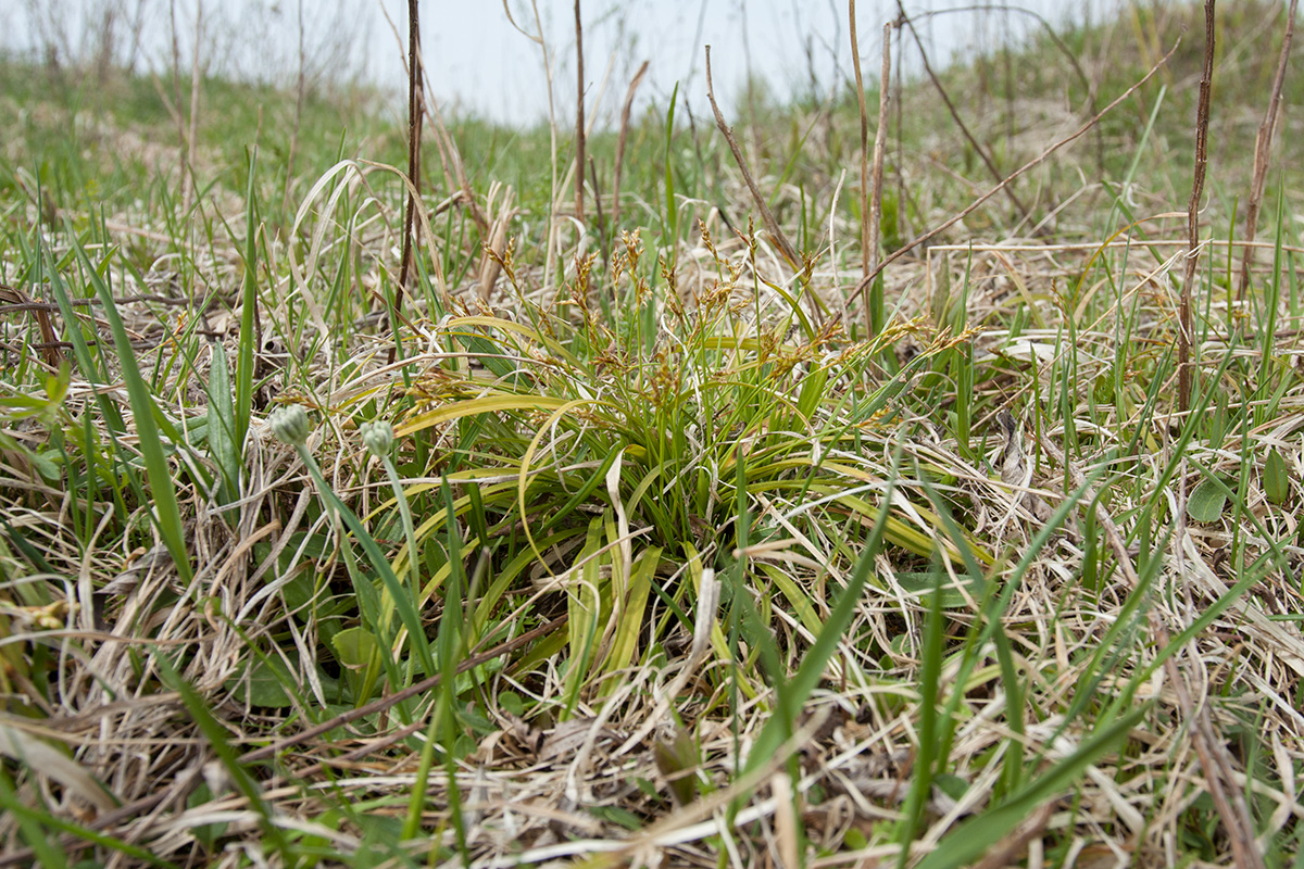 Image of Carex ornithopoda specimen.