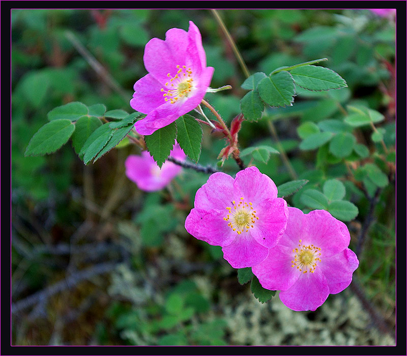 Image of Rosa acicularis specimen.