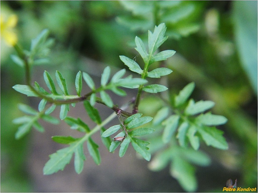 Изображение особи Rorippa sylvestris.