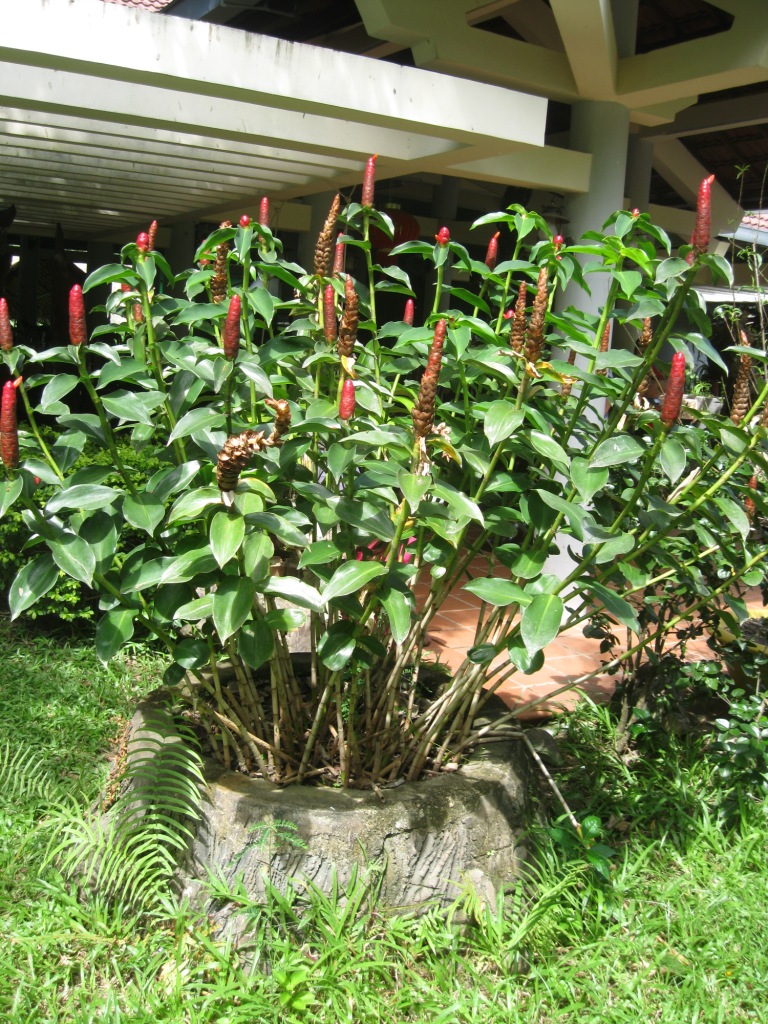 Image of Costus woodsonii specimen.