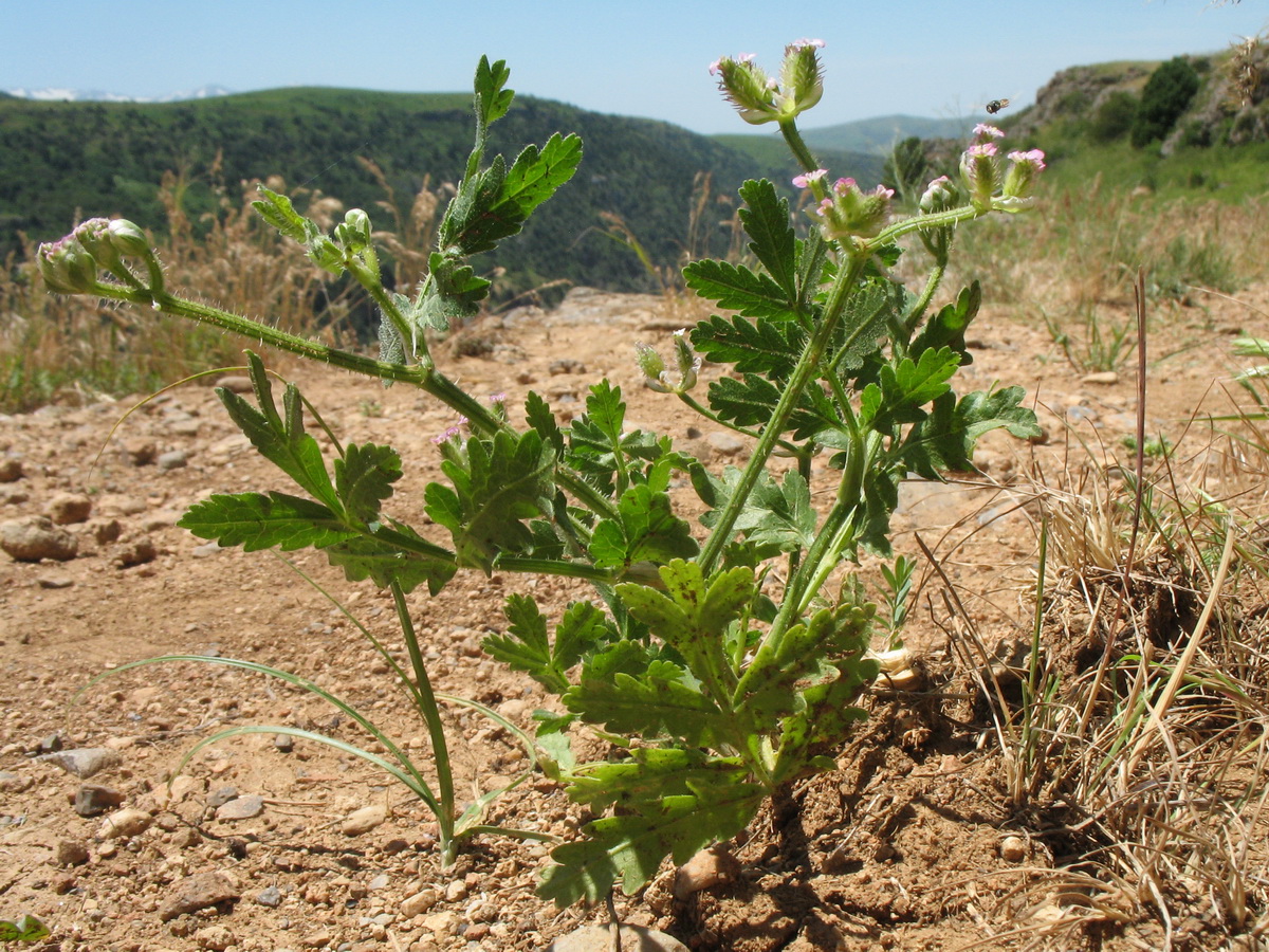 Image of Turgenia latifolia specimen.