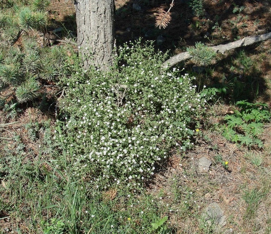 Изображение особи Stellaria dichotoma.