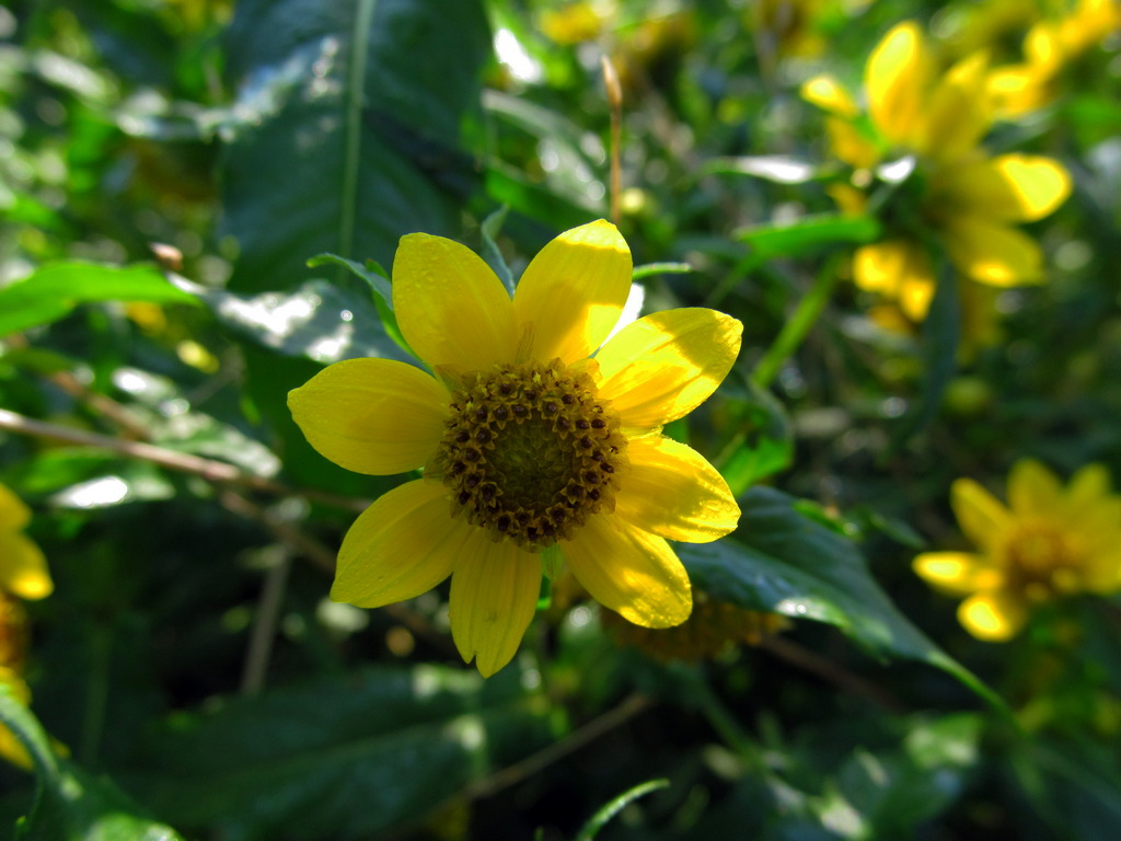 Изображение особи Bidens cernua var. radiata.